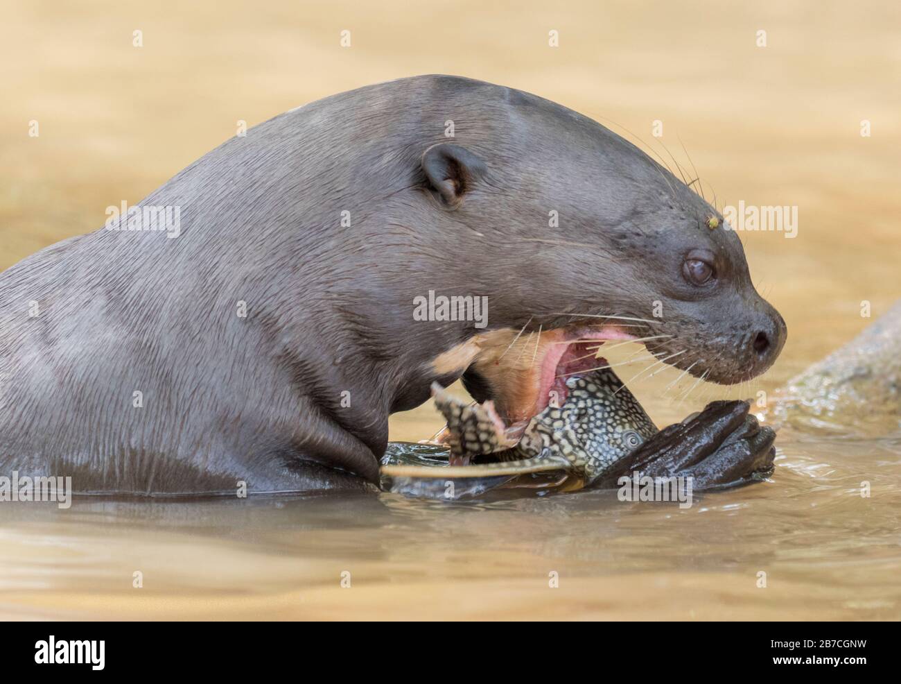 Giant river otter eating a fish in a Pantanal river, Brazil Stock Photo ... Biology Diagrams