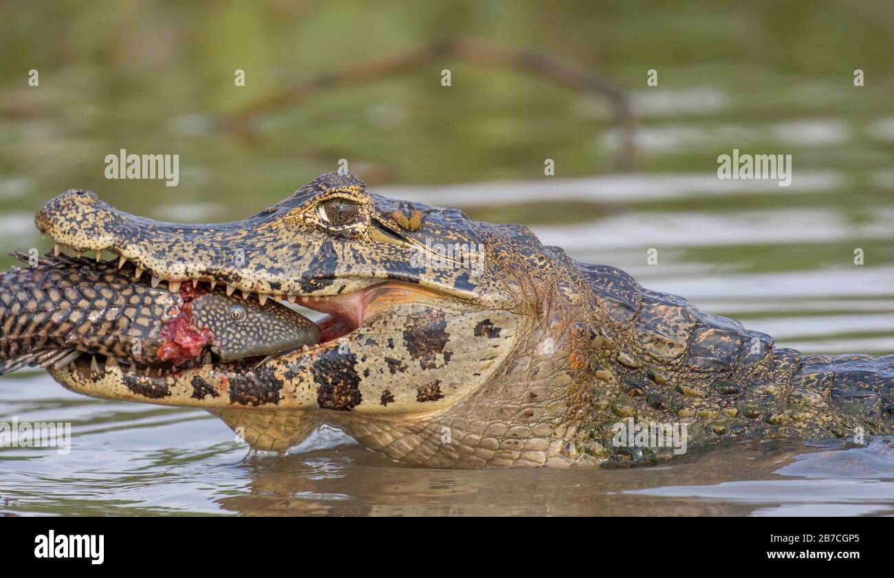 Caiman eating a fish in the Pantanal, Brazil Stock Photo