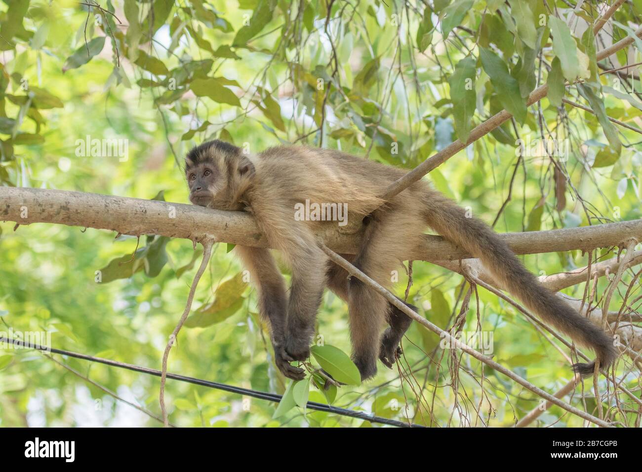 Brown Capuchin Monkey, Cebus apella, relaxing on a tree branch in the Pantanal, Mato Grosso, Brazil Stock Photo