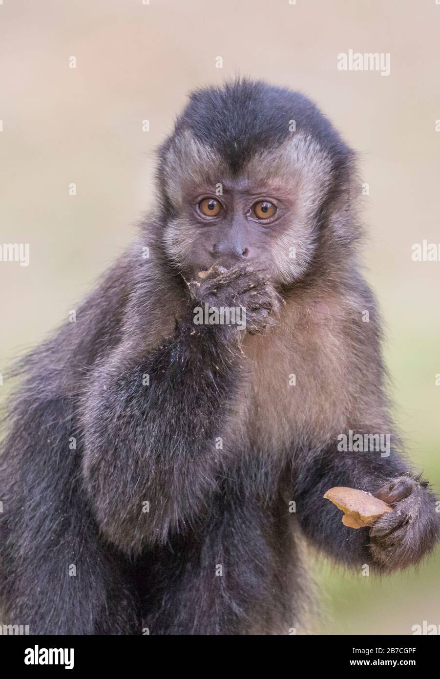 Brown capuchin monkey eating in Rio de Janeiro Botanical Garden, Brazil Stock Photo