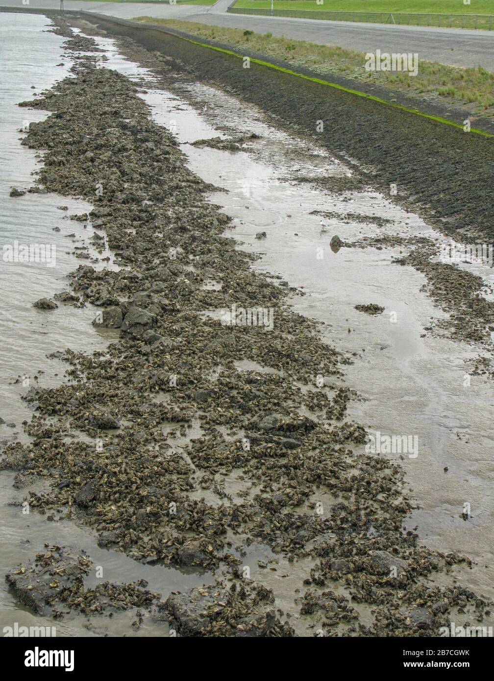 Clay remains at the start of low tide on the seashore of the waddensea in the Nethelands The waddensea is  an intertidal zone in the southeastern part Stock Photo