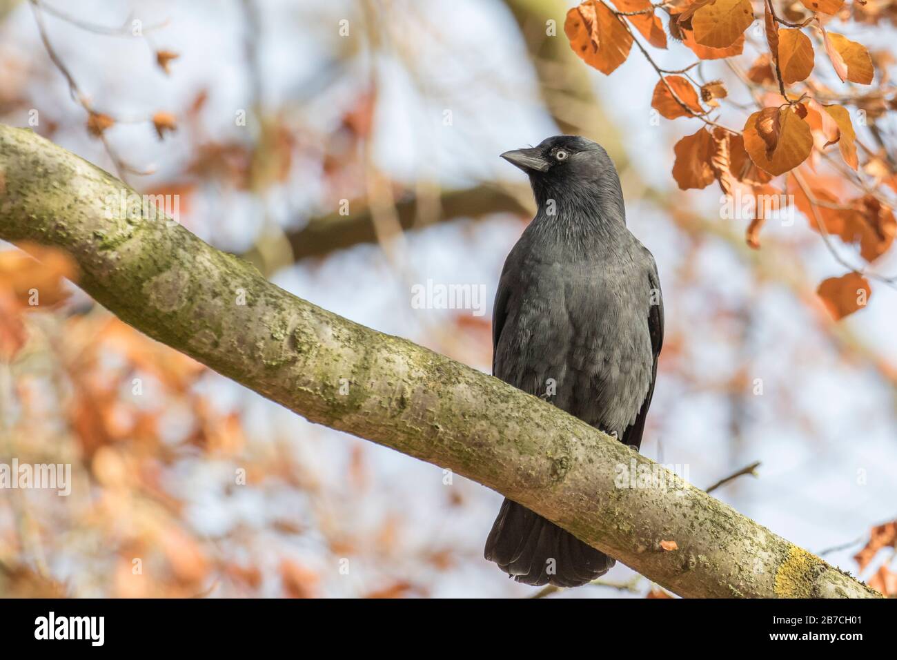 Western jackdaw on a branch, Studley Royal Park, North Yorkshire, England, UK Stock Photo