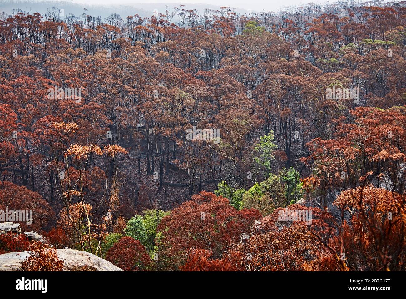 After the 2020 Bushfires - Landscapes of Devestation Stock Photo