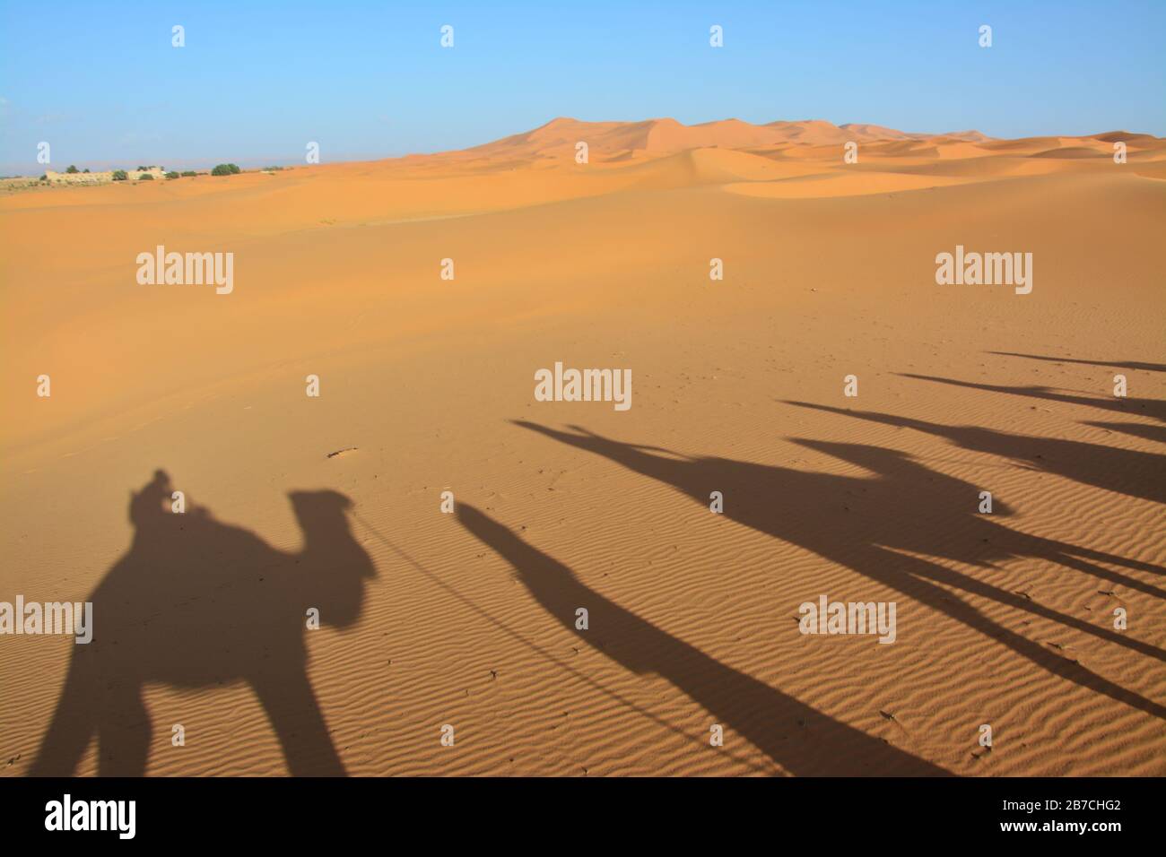 shadows of camels in the desert, the Western Sahara, Morocco Stock Photo
