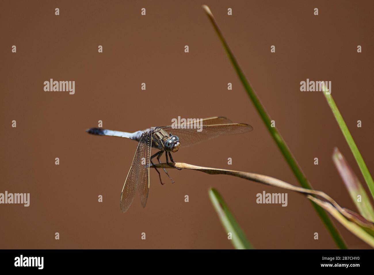 A dragonfly is an insect belonging to the order Odonata, infraorder Anisoptera. Adult dragonflies are characterized by large, multifaceted eyes, two p Stock Photo