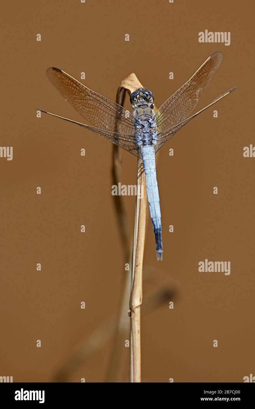 A dragonfly is an insect belonging to the order Odonata, infraorder Anisoptera. Adult dragonflies are characterized by large, multifaceted eyes, two p Stock Photo