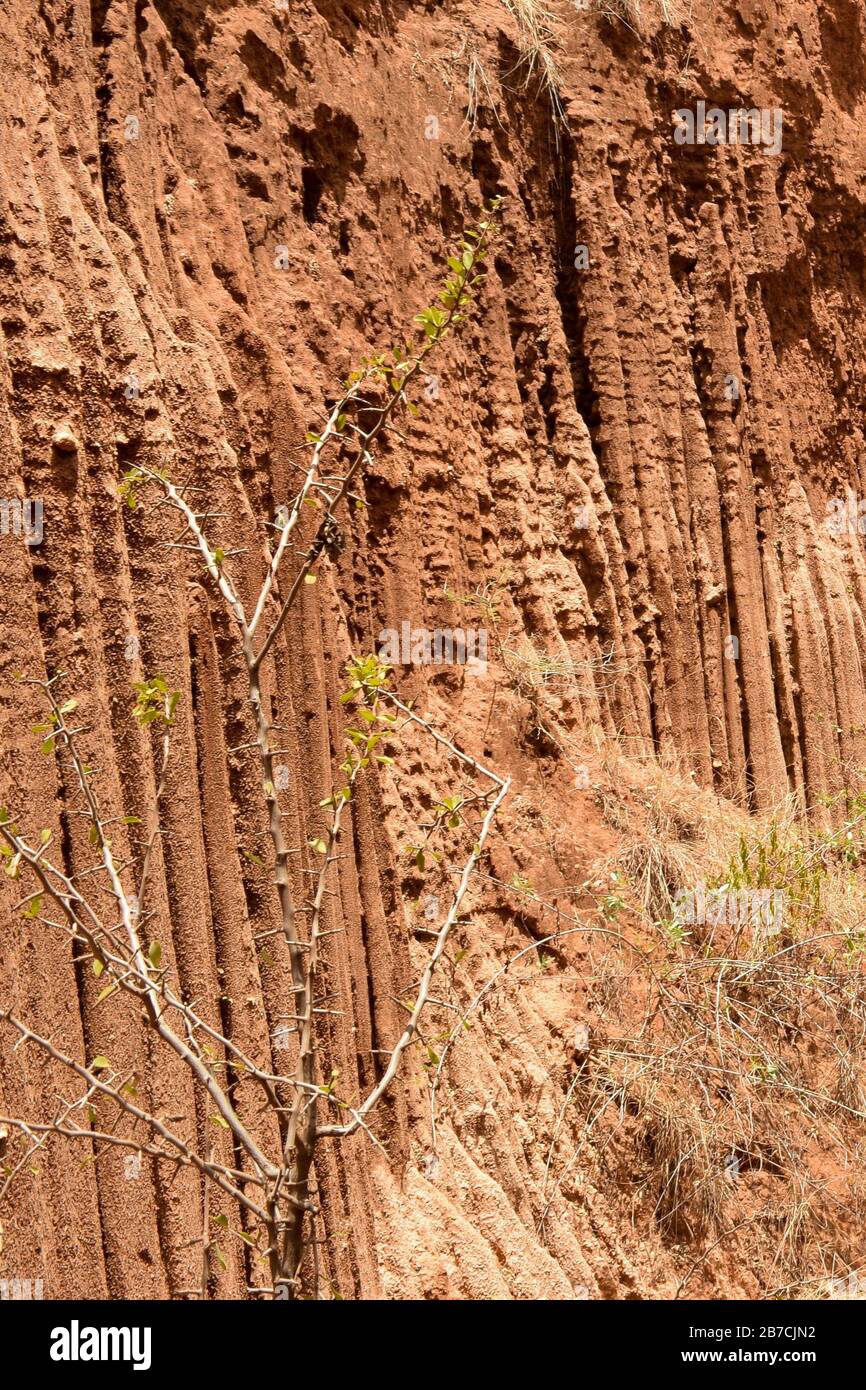 Cross section plant roots in soil hi-res stock photography and images ...