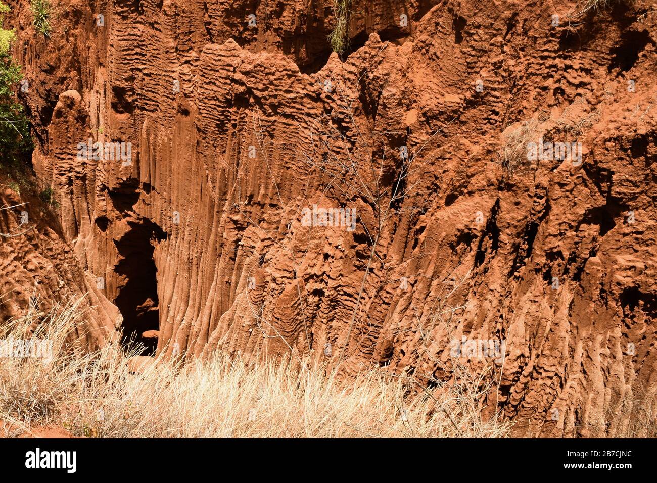 Cross section plant roots in soil hi-res stock photography and images ...