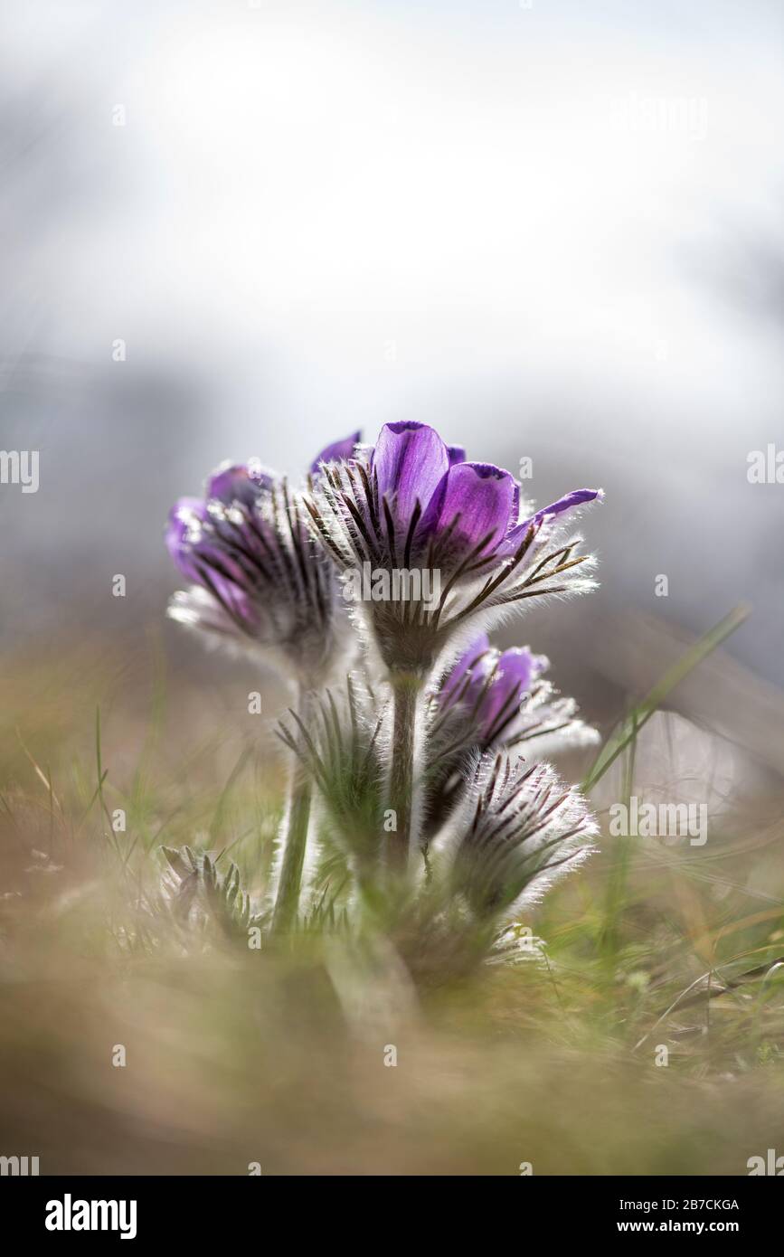 Spring flowers wild Pulsatilla pratensis - selective focus, copy space Stock Photo