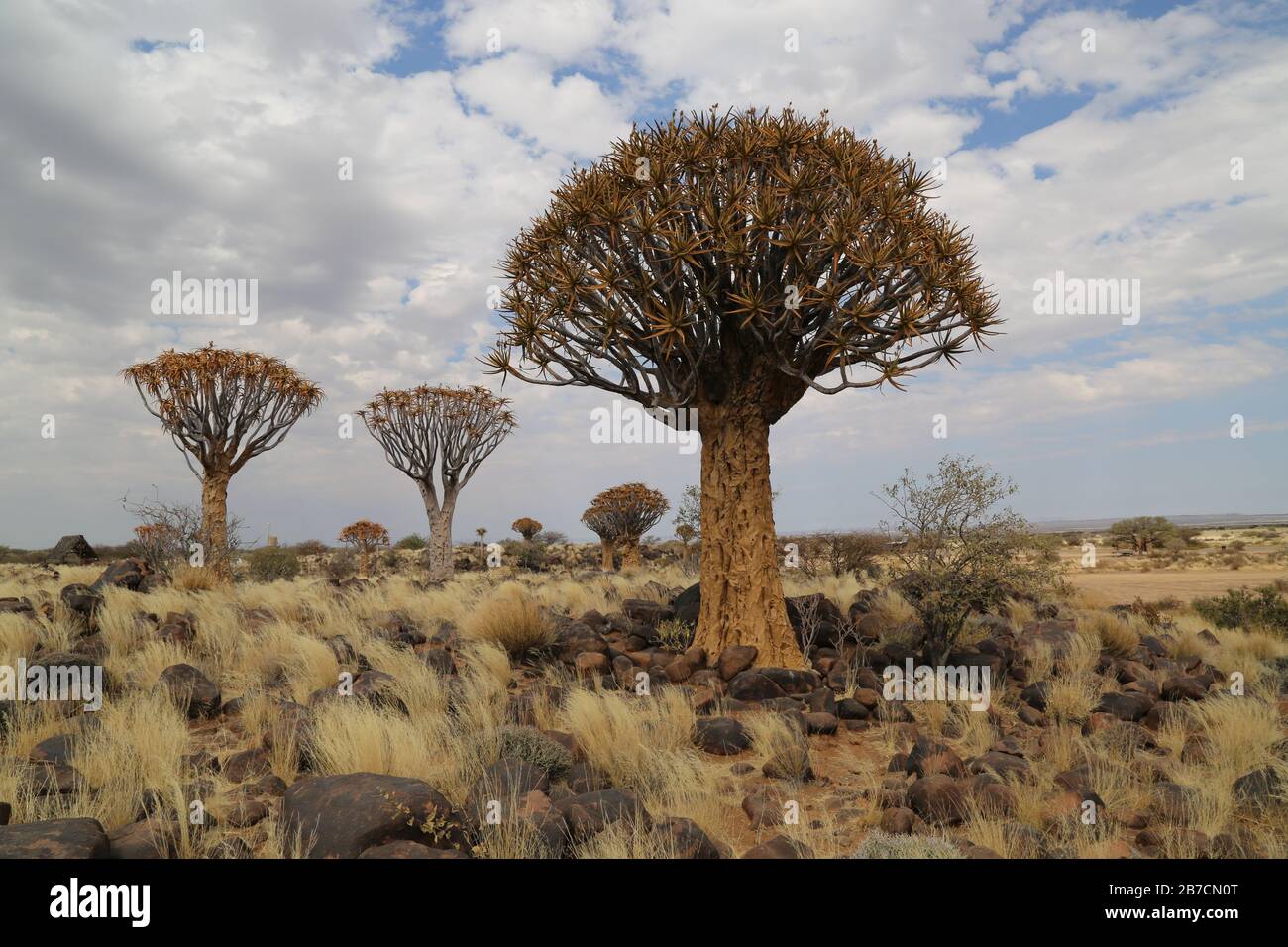 Quiver trees of the Kalahari Desert in Namibia Stock Photo Alamy