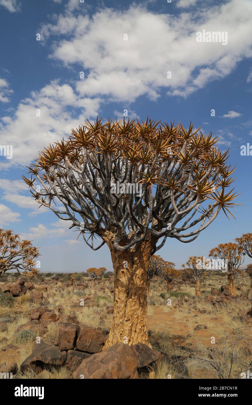 Quiver trees of the Kalahari Desert in Namibia Stock Photo Alamy