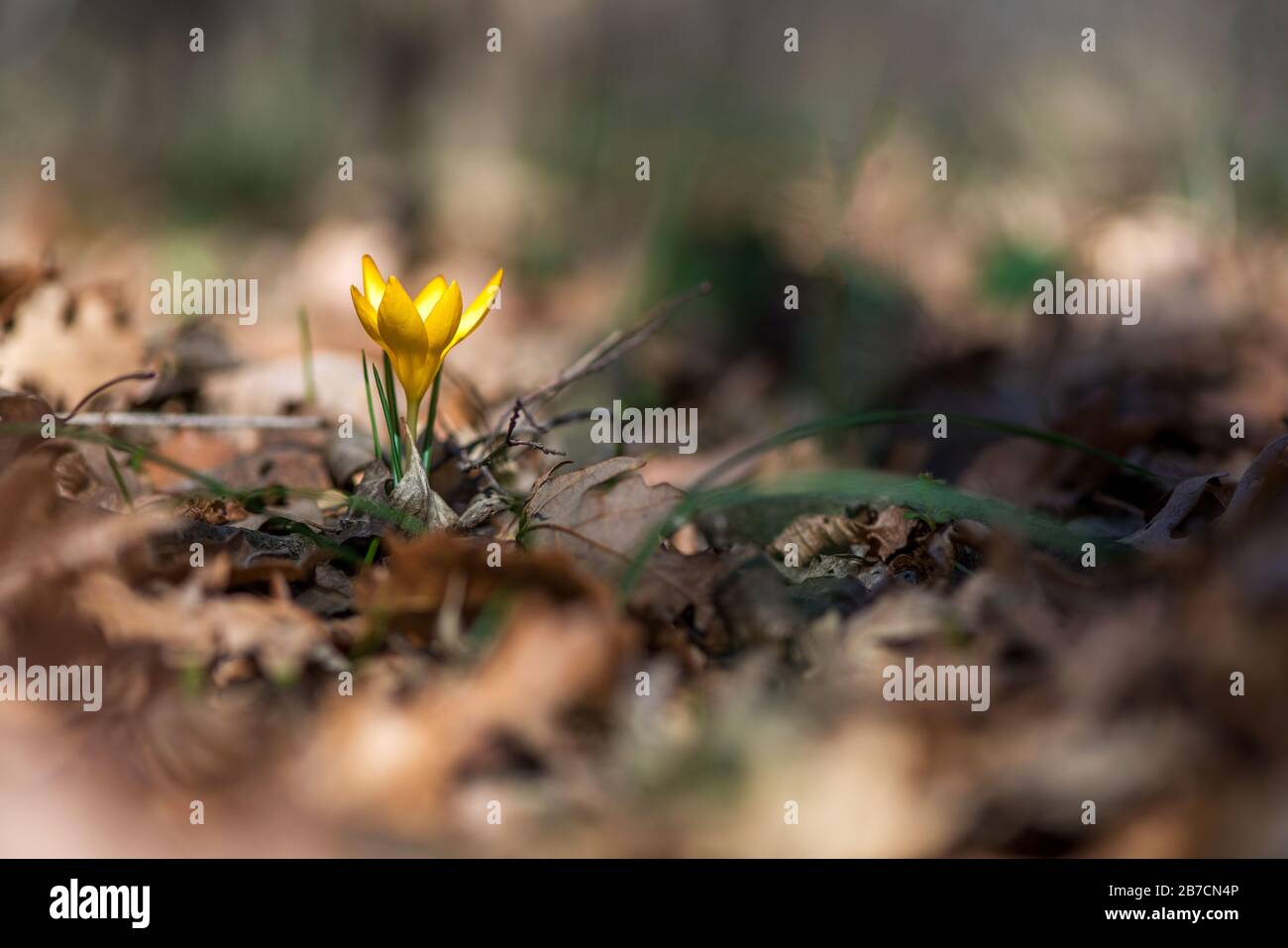 Sprouting crocus in spring forest - selective focus, copy space Stock Photo