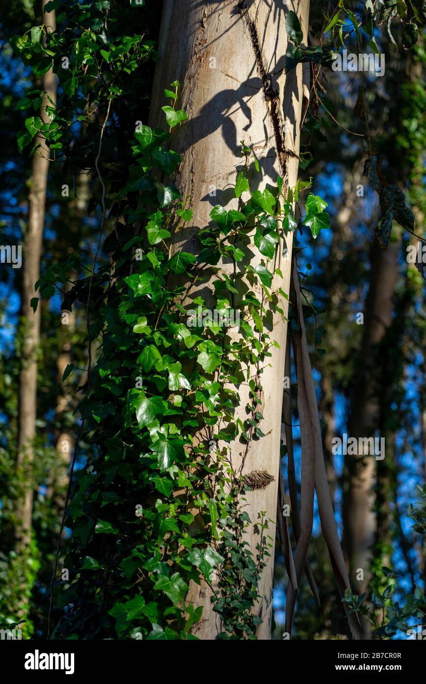Ivy growing on a tree trunk in the woods Stock Photo