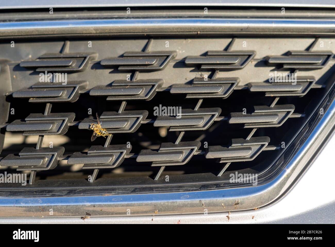 Dead bee on the front grill of a car Stock Photo