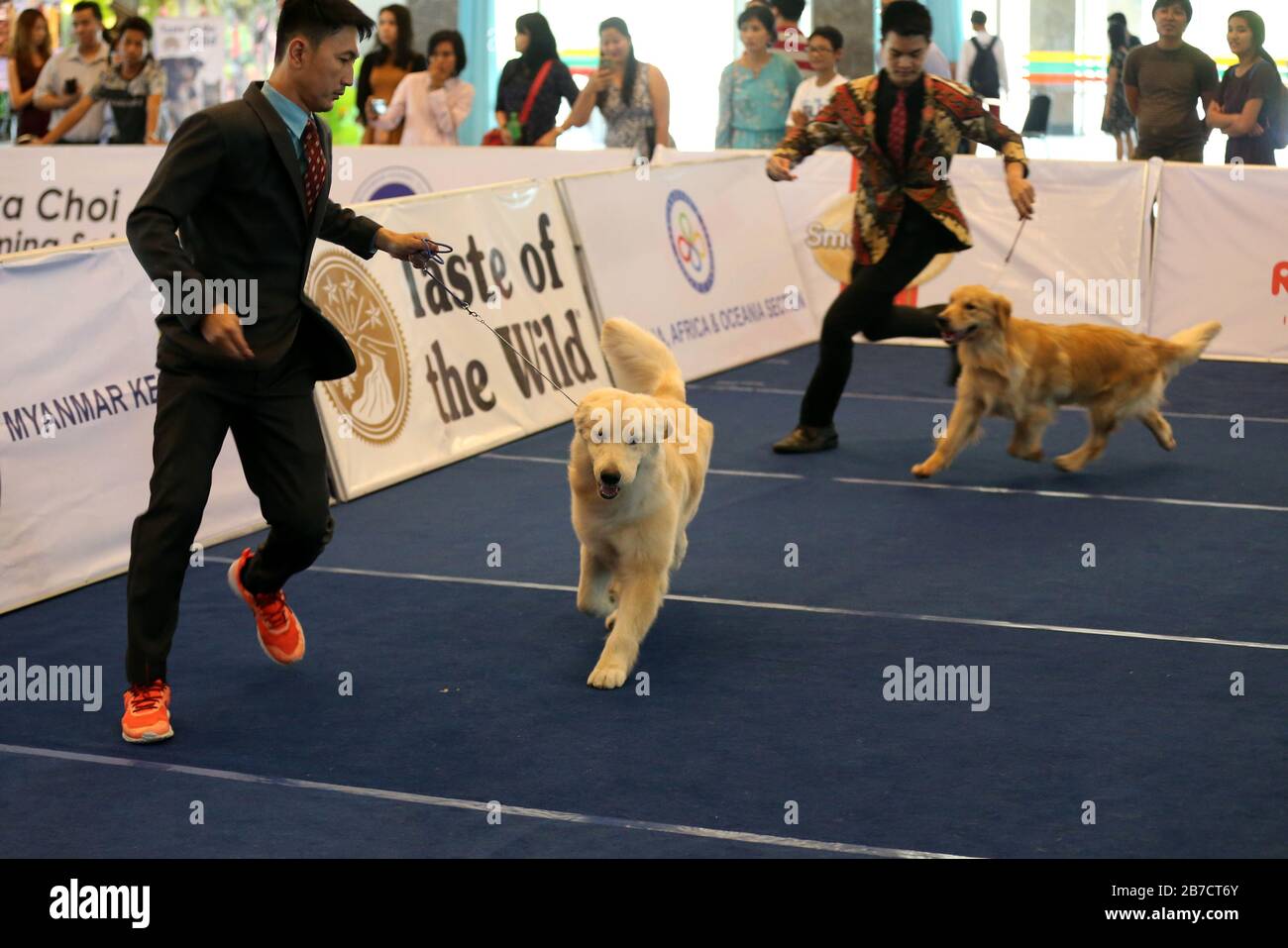 Yangon Myanmar 15th Mar 2020 Dogs Perform During A Dog Show Held In Yangon Myanmar March 15 2020 Credit U Aung Xinhua Alamy Live News Stock Photo Alamy