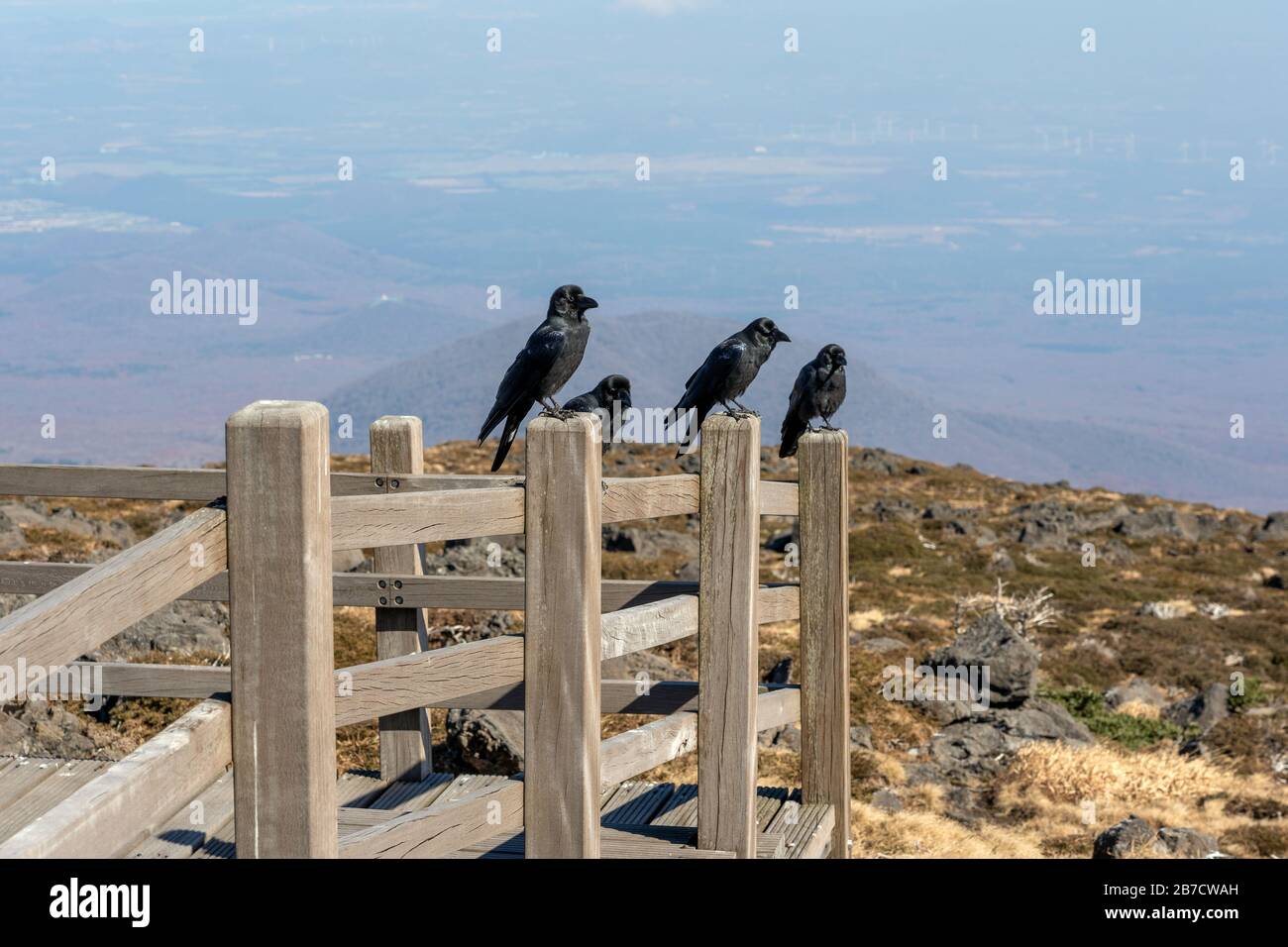 Flock of Ravens Seating on the Fence. Four Crows on Top of Mountain