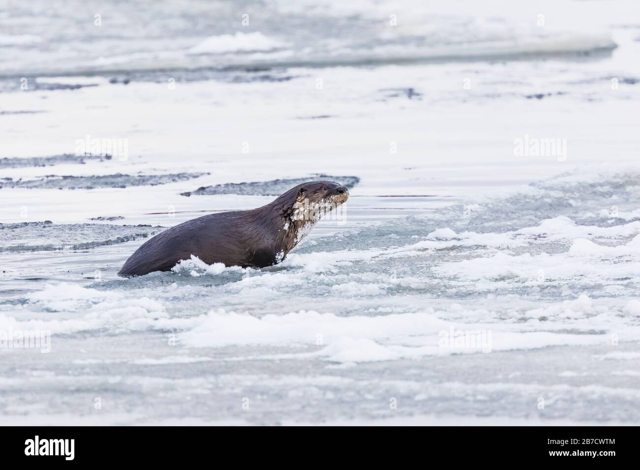 North American River Otter, Lontra canadensis, climbing onto ice floes off the beach in Trinity, Newfoundland, Canada Stock Photo