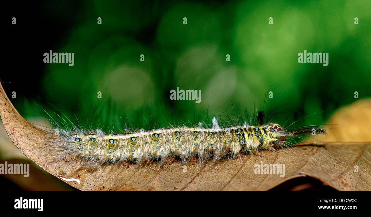 Macro bug and animal life. Black caterpillar with yellow stripes in the
