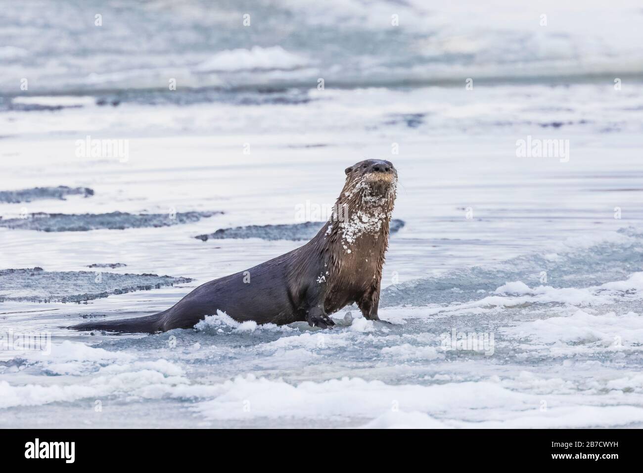 North American River Otter, Lontra canadensis, climbing onto ice floes off the beach in Trinity, Newfoundland, Canada Stock Photo