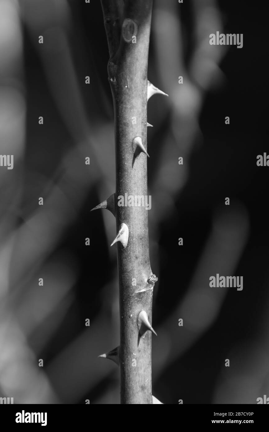 A spiky rose stem in black and white with a blurry background took in Romania. Stock Photo