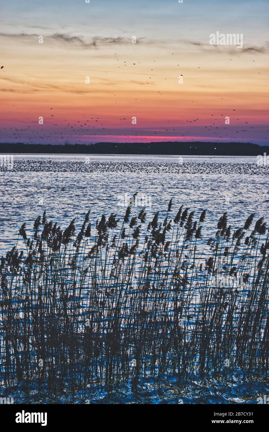Beautiful sunset at Lacul Morii (Lake) with birds flying in the distance and some reed plants reflecting in the clear water as foreground, Bucharest R Stock Photo