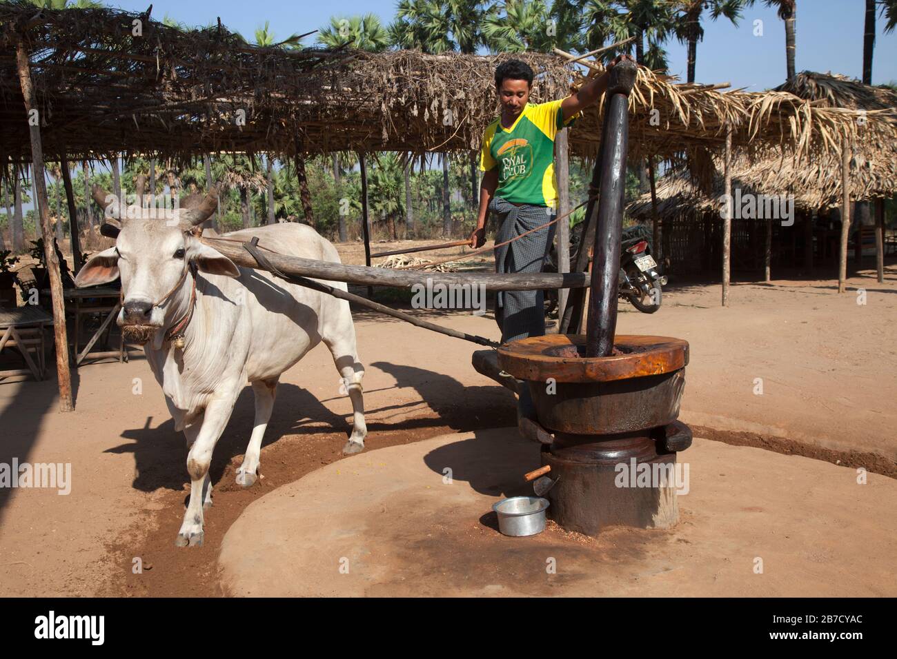 Mill, production of coconut wine, area between Nyaung U and Popa