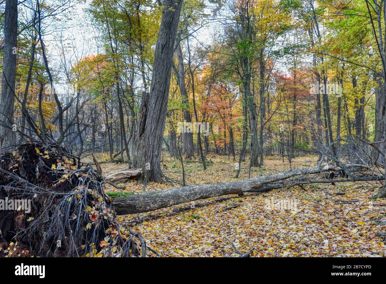 An uprooted tree is down on the ground with a curtain of autumn trees in the background. Stock Photo