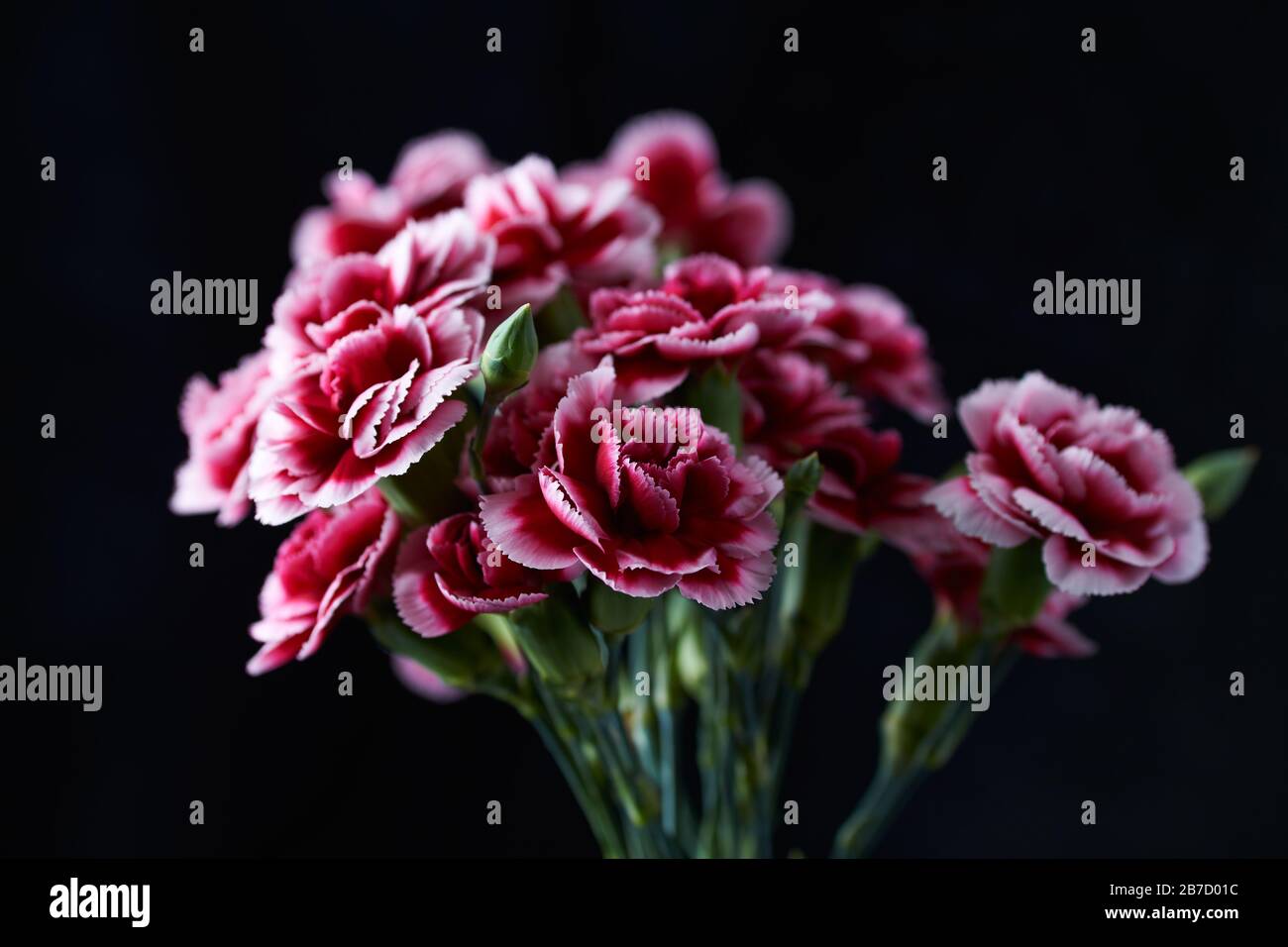 Carnation flowers isolated on black background Stock Photo Alamy