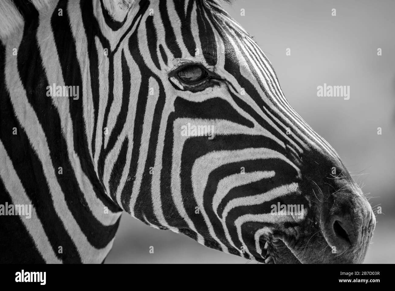 This black and white close up of a zebra's face was taken in the Etosha National Park in Namibia Stock Photo