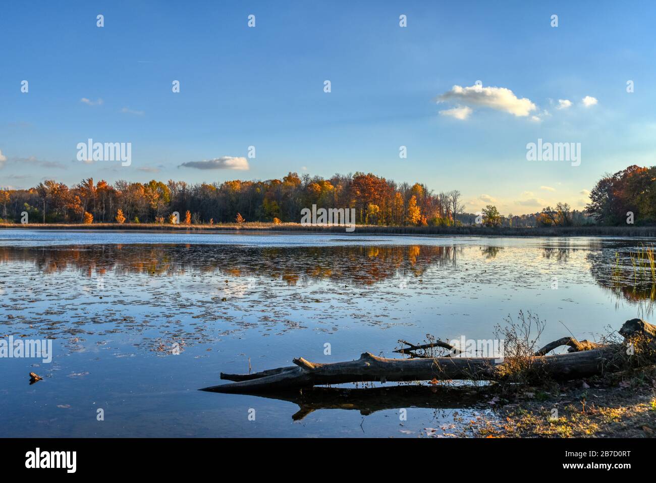 A perfect autumn day with blue skies and autumn trees reflected in a still pond. Stock Photo