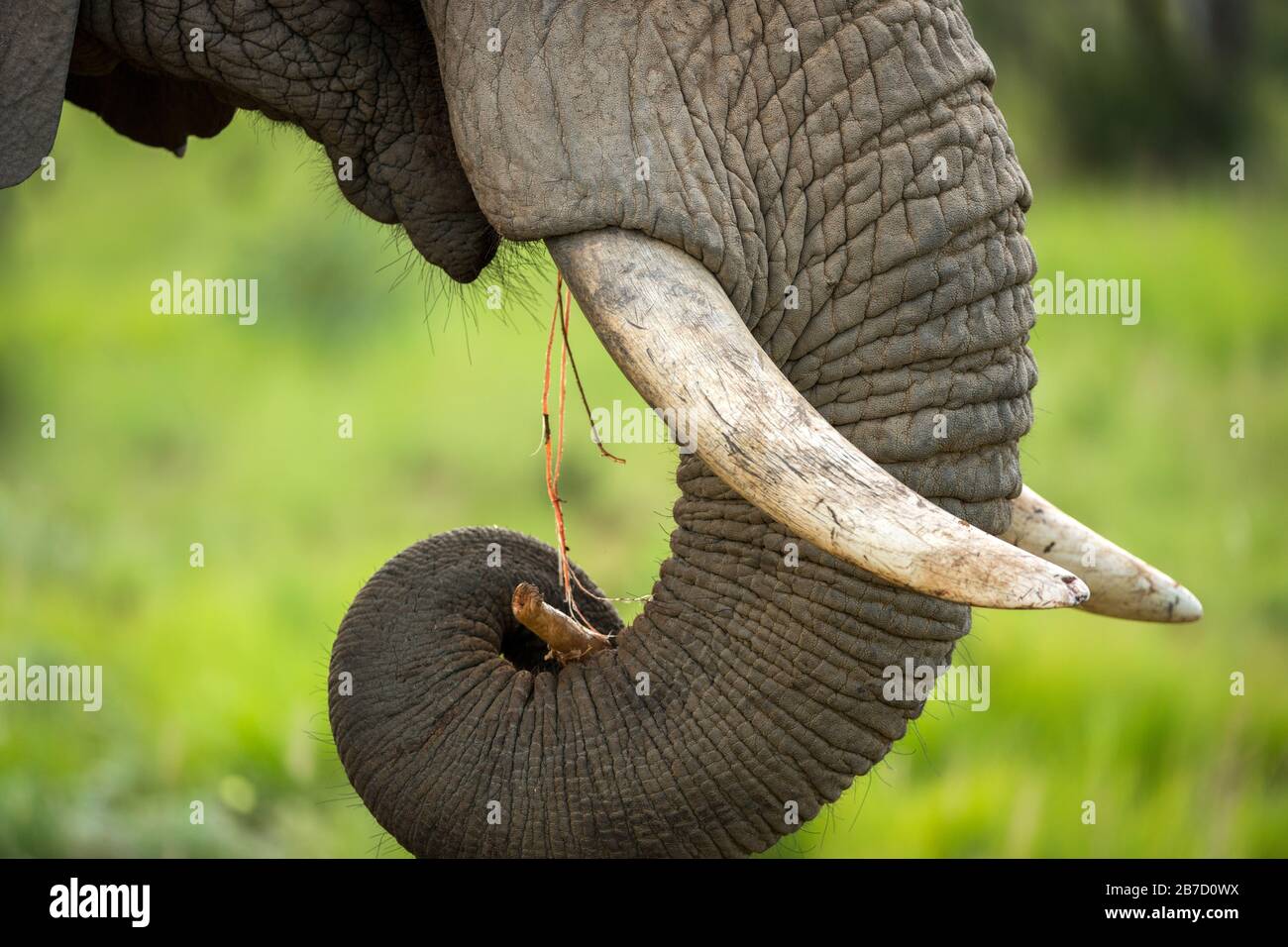 A detail close up of an eating elephant's face, trunk and mouth, taken at sunset in the Welgevonden Game reserve in South Africa. Stock Photo
