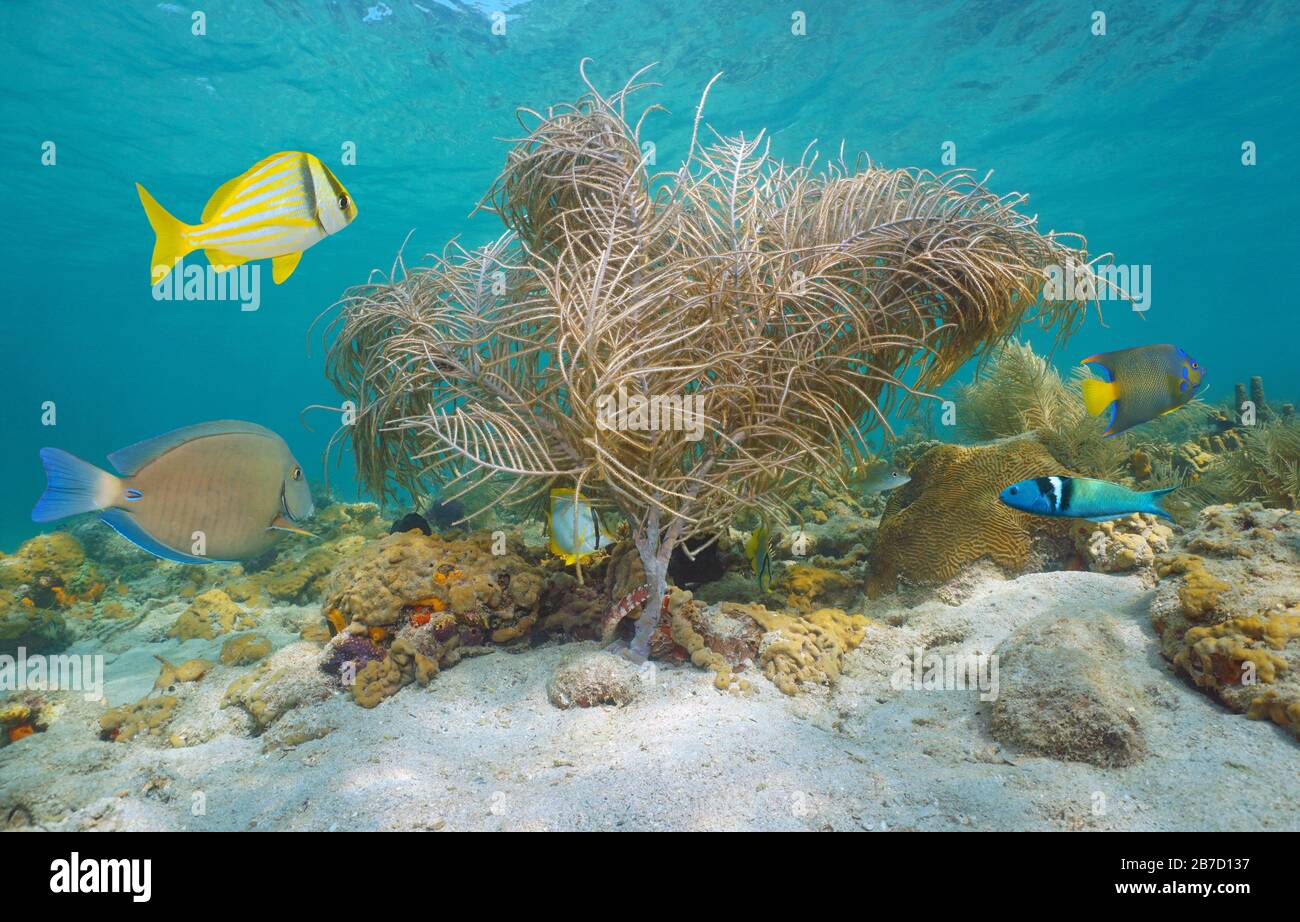 Sea plume soft coral with tropical fish underwater in Caribbean sea Stock Photo