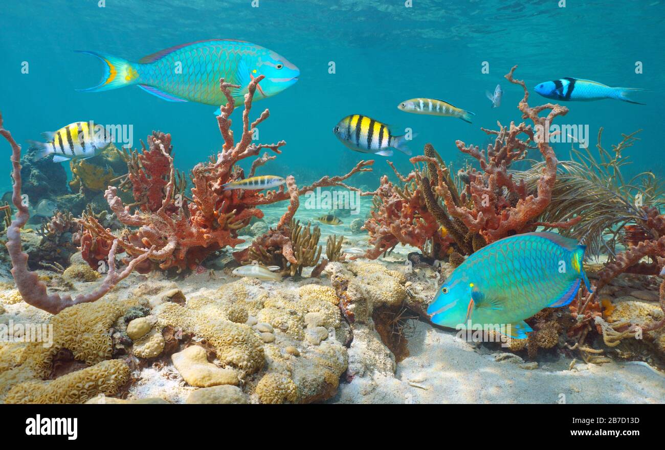 Colorful marine life, tropical fishes and sponges underwater in