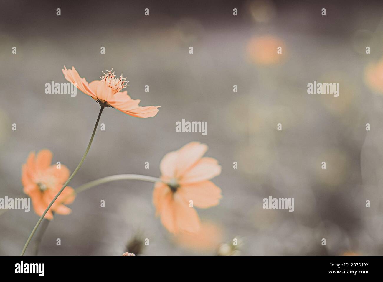 Cosmos Background High Resolution Stock Photography and Images - Alamy