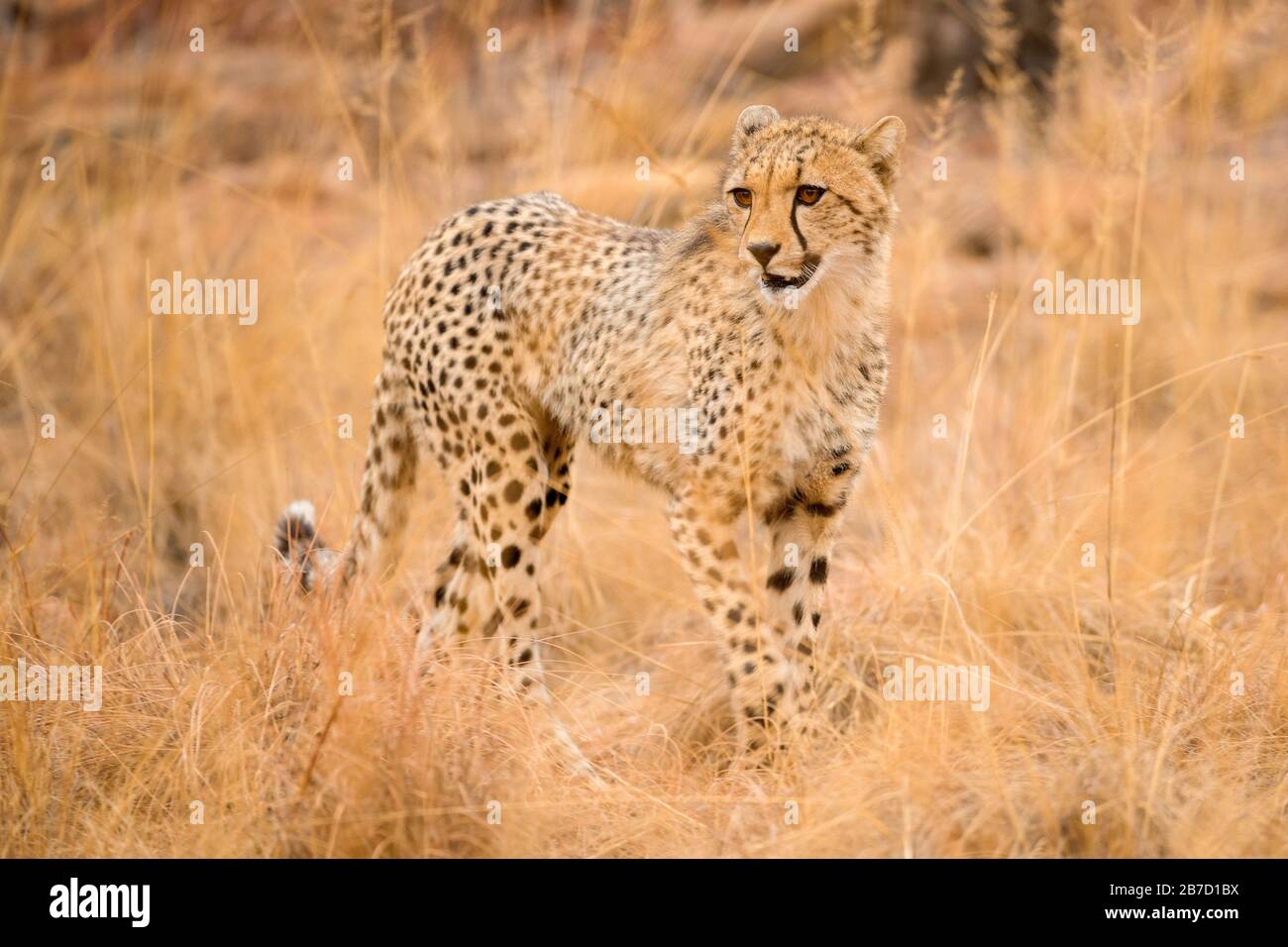 A close up photograph of a young, walking cheetah, taken in the Welgevonden Game Reserve in South Africa. Stock Photo