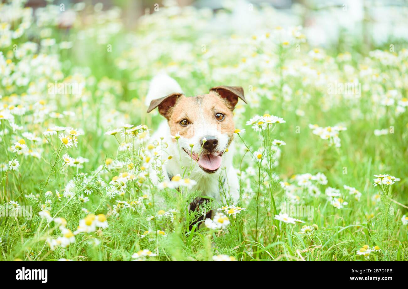 Dog among daisy flowers on sunny spring day walking safely Stock Photo