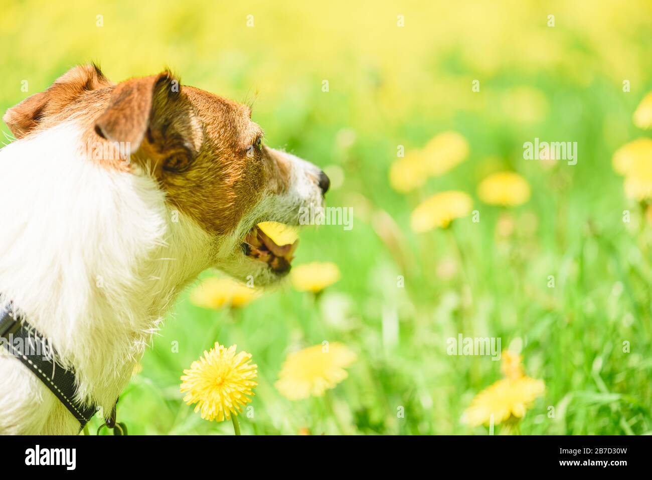 Jack Russell Terrier dog looking at yellow meadow with blossoming dandelion flowers Stock Photo