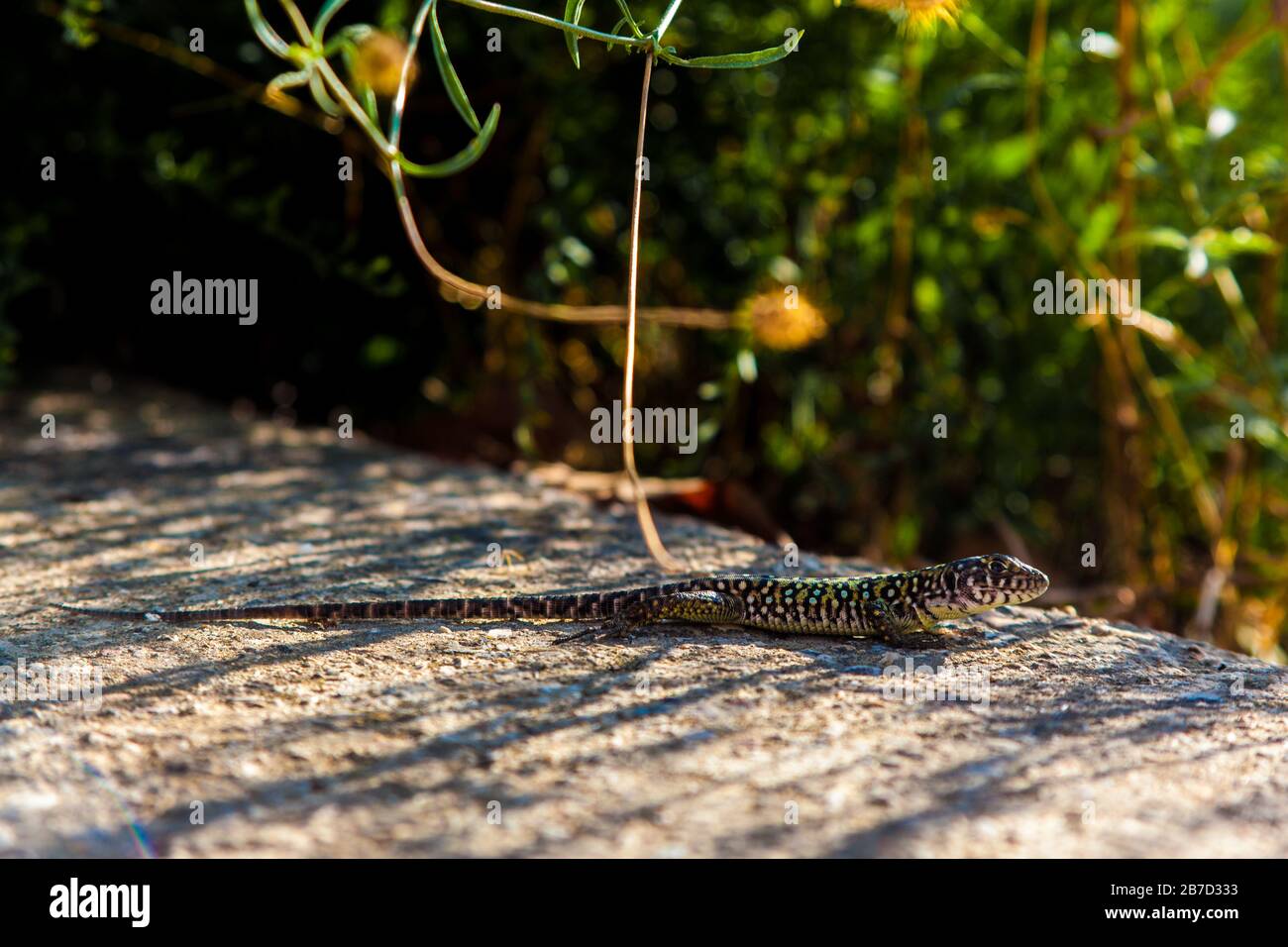 Ocellated lizard sunbathing on a rock Stock Photo