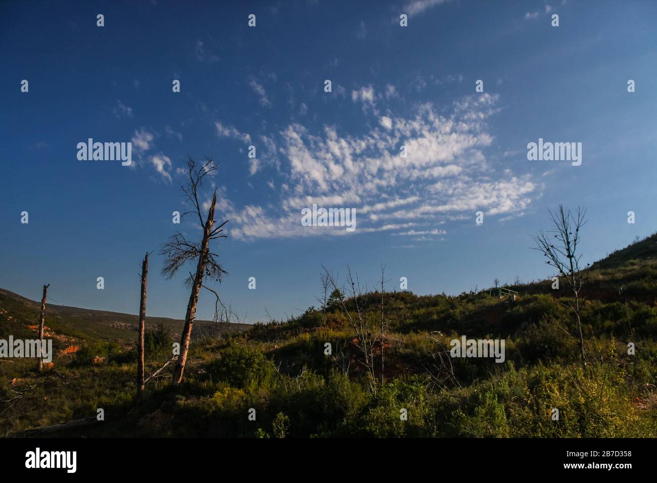 Burned trees with blue sky background at sunset with white clouds Stock Photo