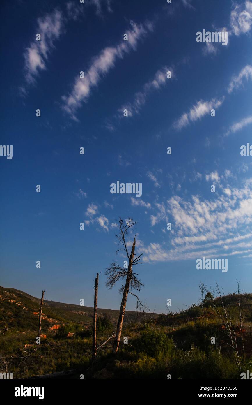 Burned trees with blue sky background at sunset with white clouds Stock Photo