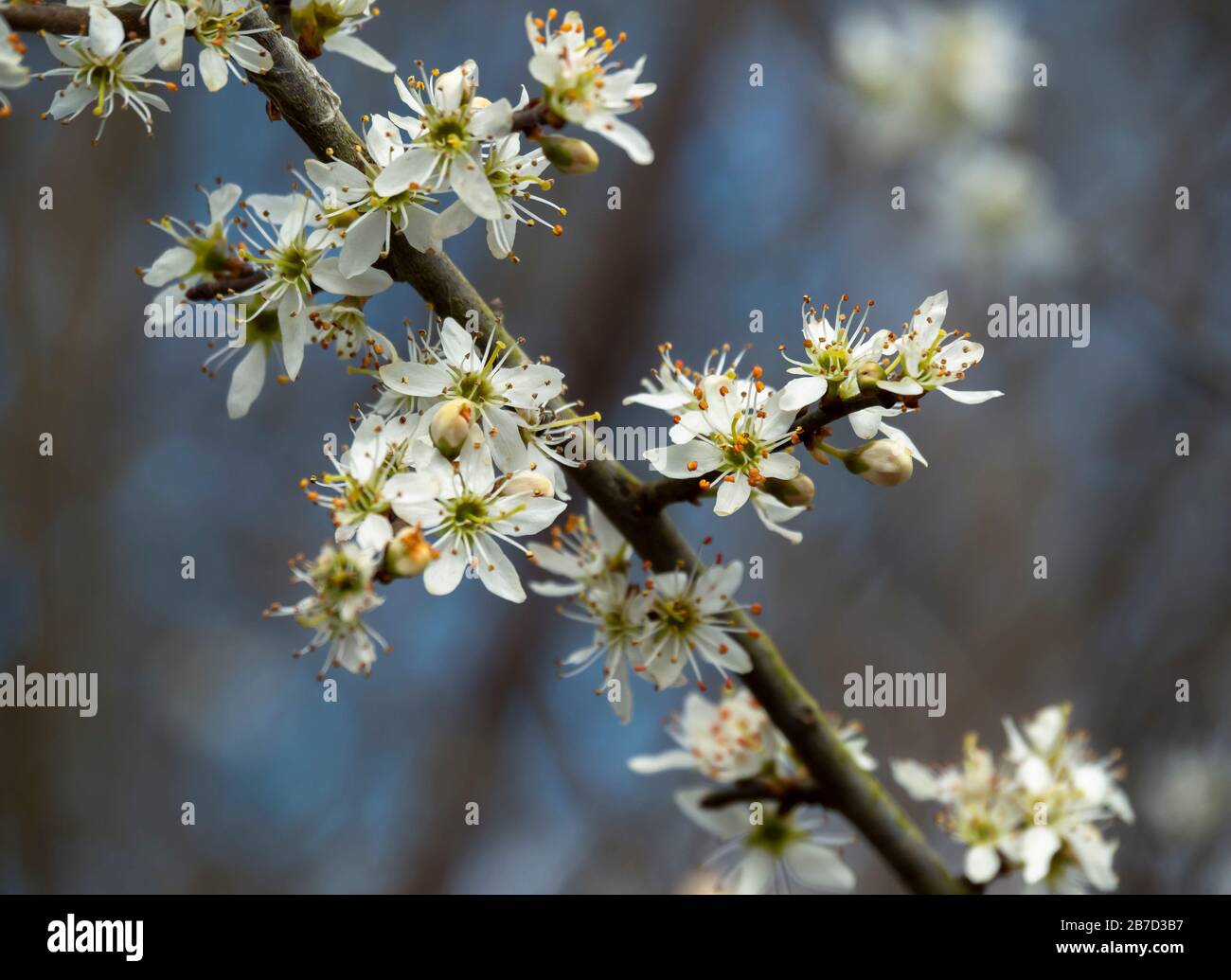 Prunus spinosa tree hi-res stock photography and images - Alamy