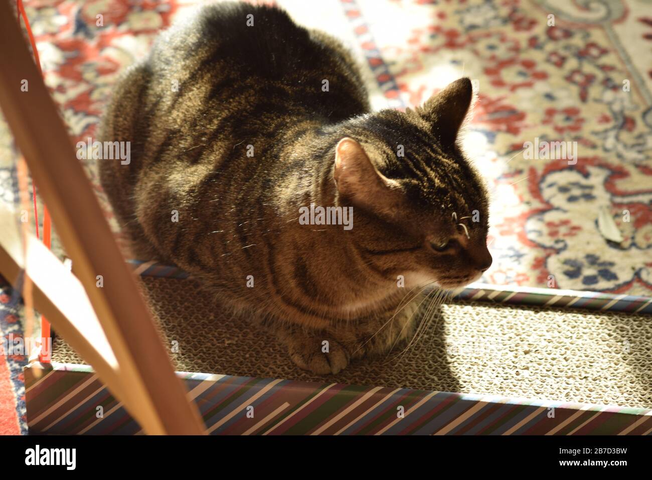 Katze liegt auf Kratzbrett Stock Photo