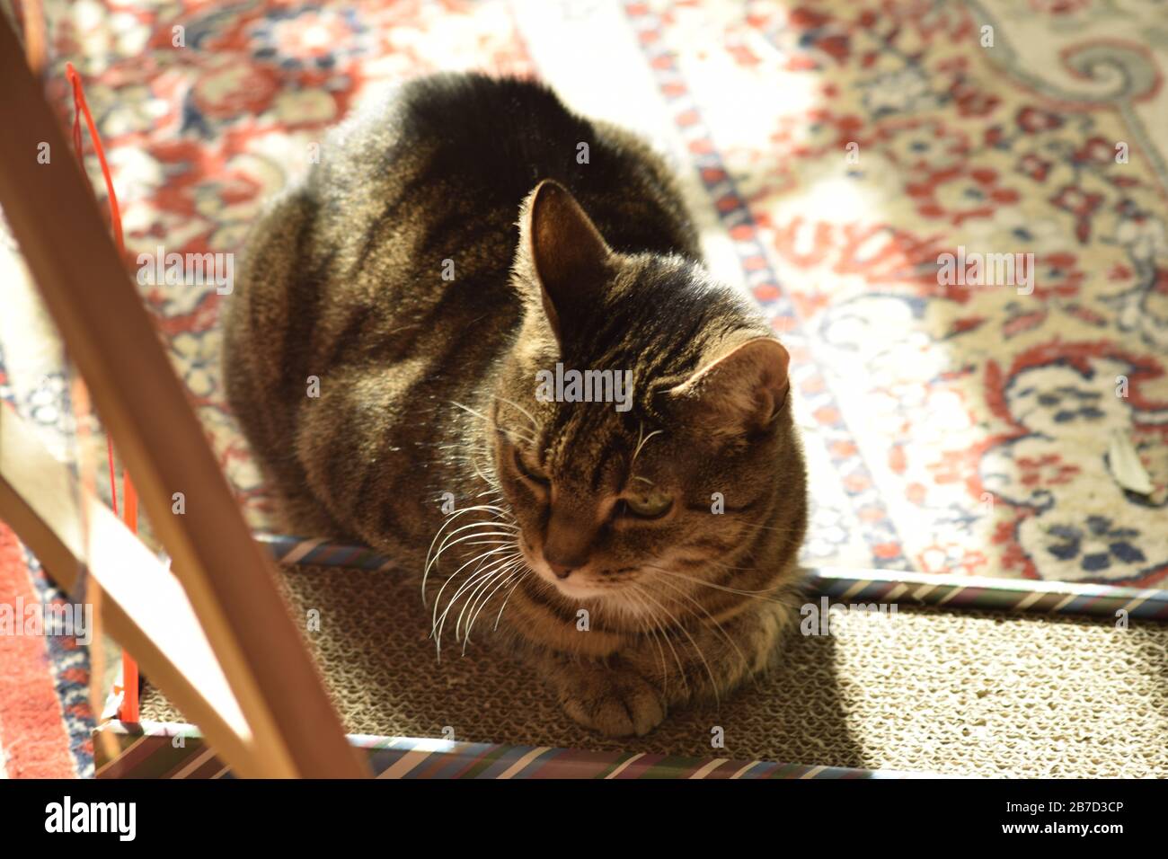 Katze liegt auf Kratzbrett Stock Photo