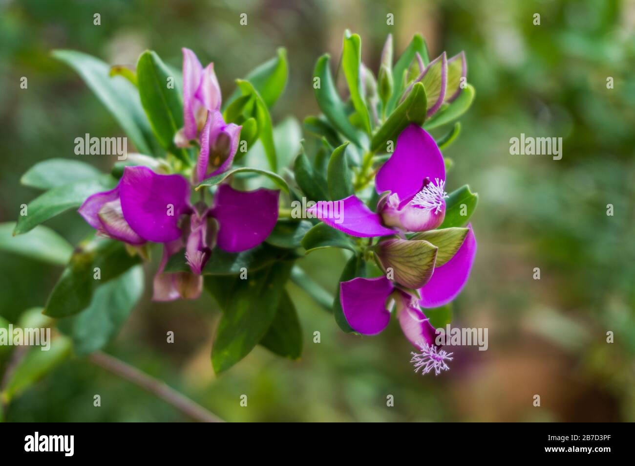 Purple wild flowers Stock Photo - Alamy