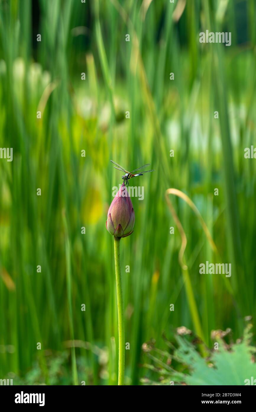 Dragonfly resting on a pink water lily / lotus flower on a beautiful ...