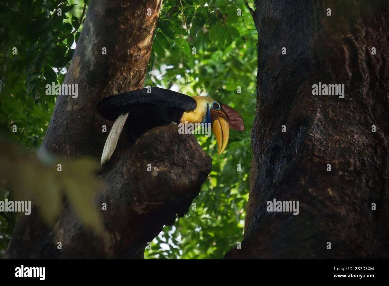 Celebes red-knobbed hornbill (Rhyticeros cassidix), adult male. Stock Photo