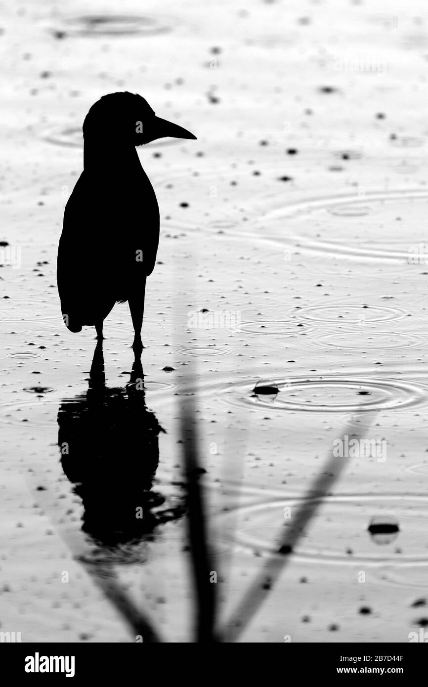 Birds silhouette in the rain with paws in the water Stock Photo