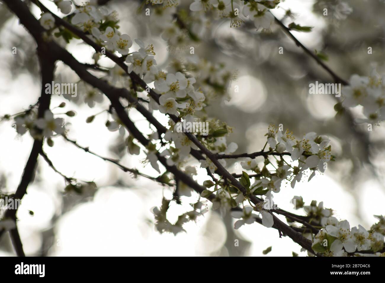 Kirschblüten im Frühling Stock Photo