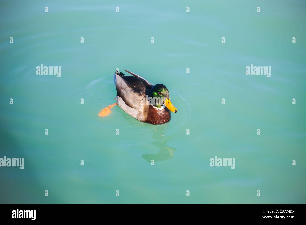 Female Anas platyrhynchos in the water Stock Photo