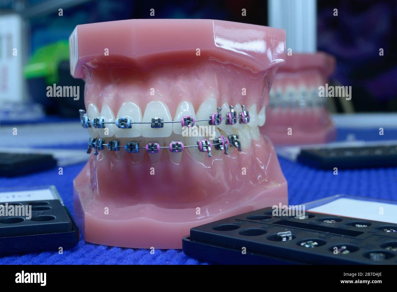 Typodont plastic moulage of human jaws and teeth demonstrating dental